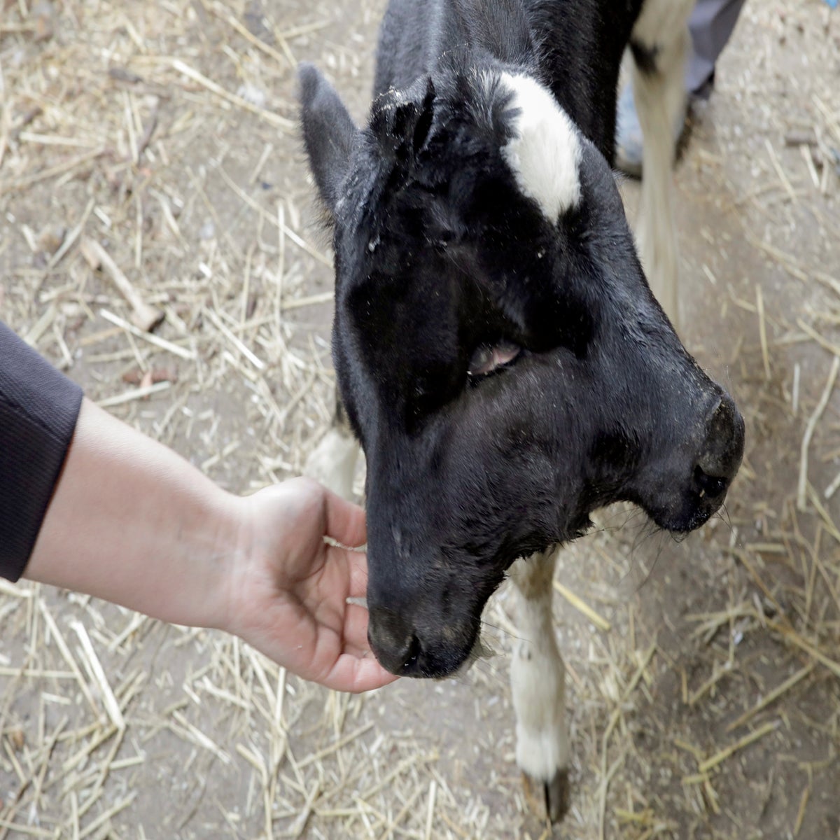 Extremely rare two-headed calf born in North Macedonia | The Independent