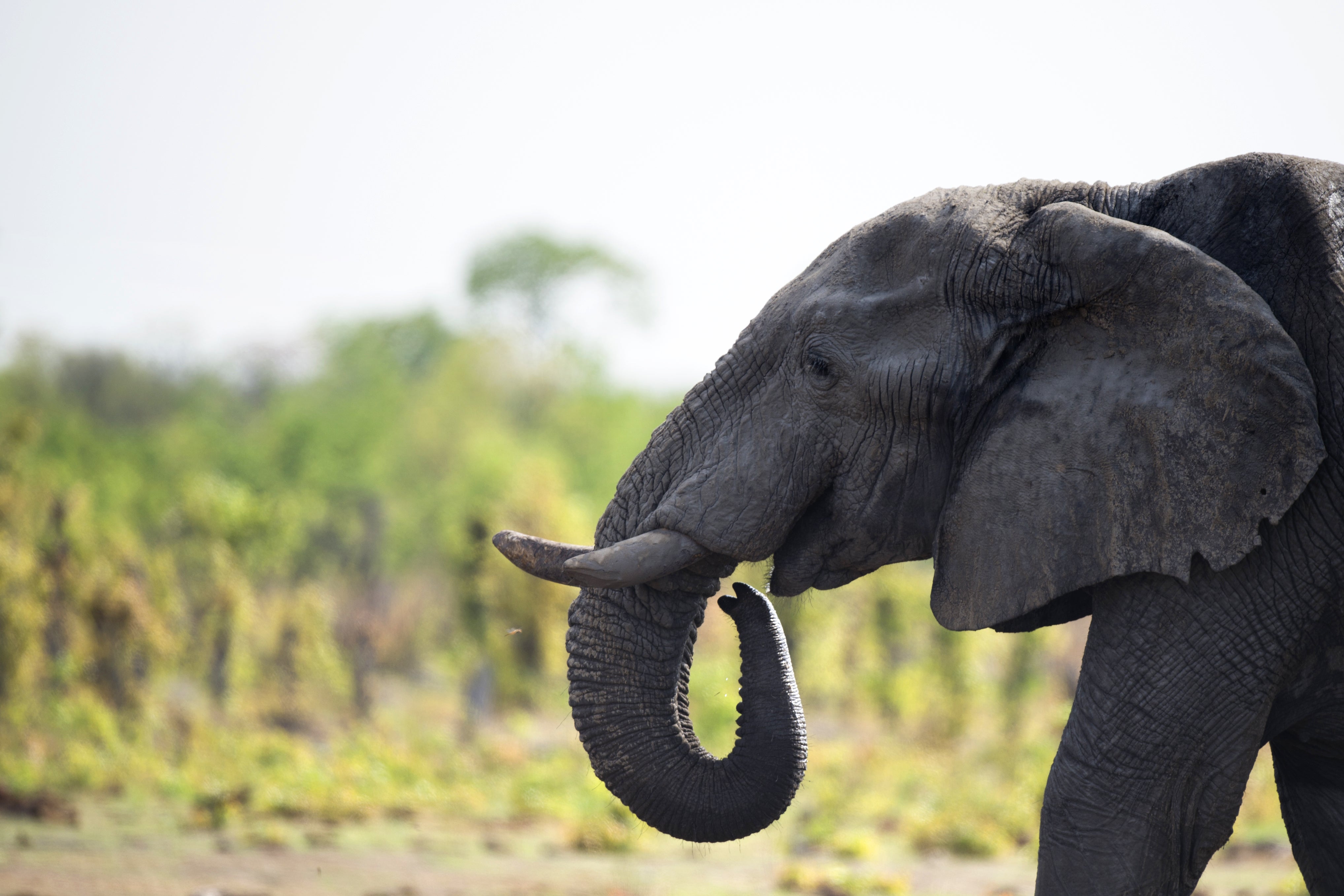 The African elephants may have died from a very rare disease linked to haemorrhagic septicaemia