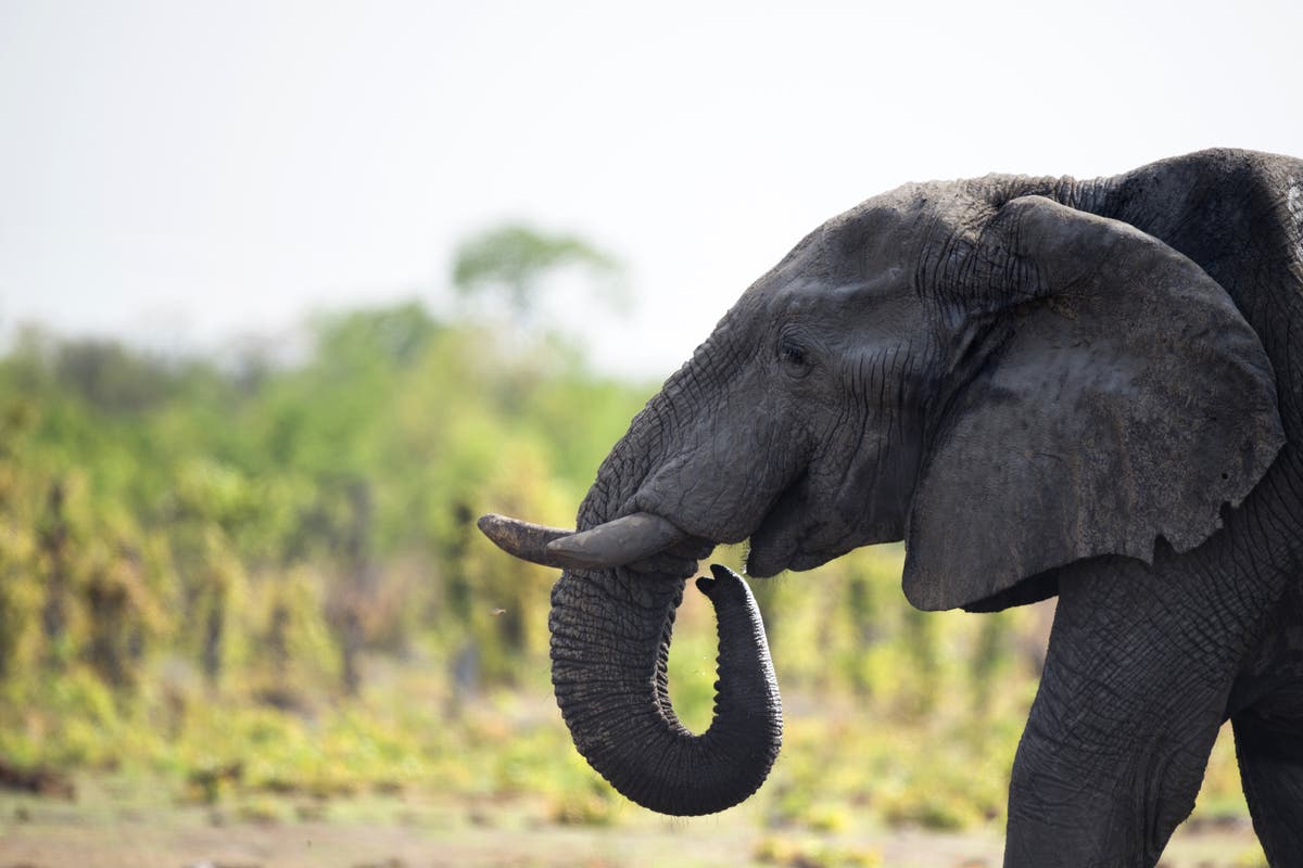 Zimbabwe to sell hunting rights for endangered elephants to raise money for its parks