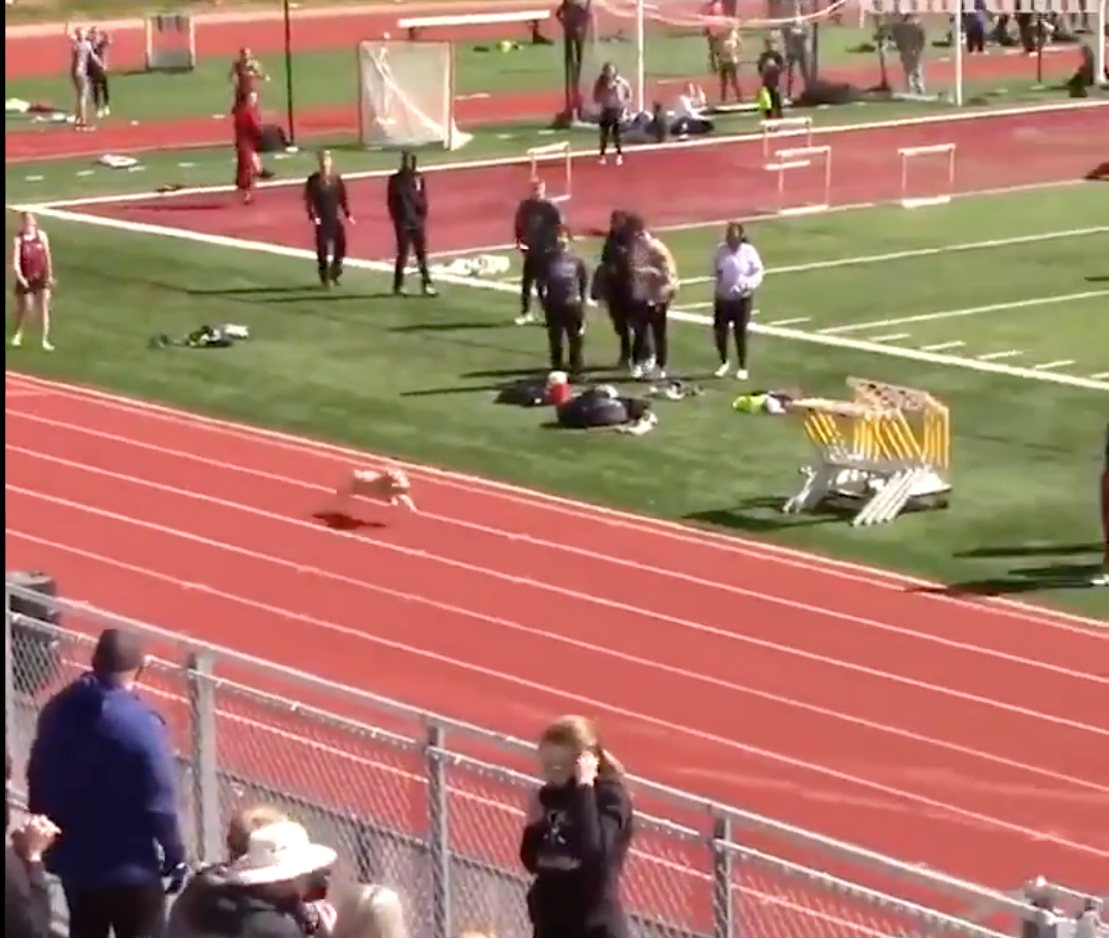 Collection 102+ Pictures Dog Joins Relay Race And Wins Full HD, 2k, 4k