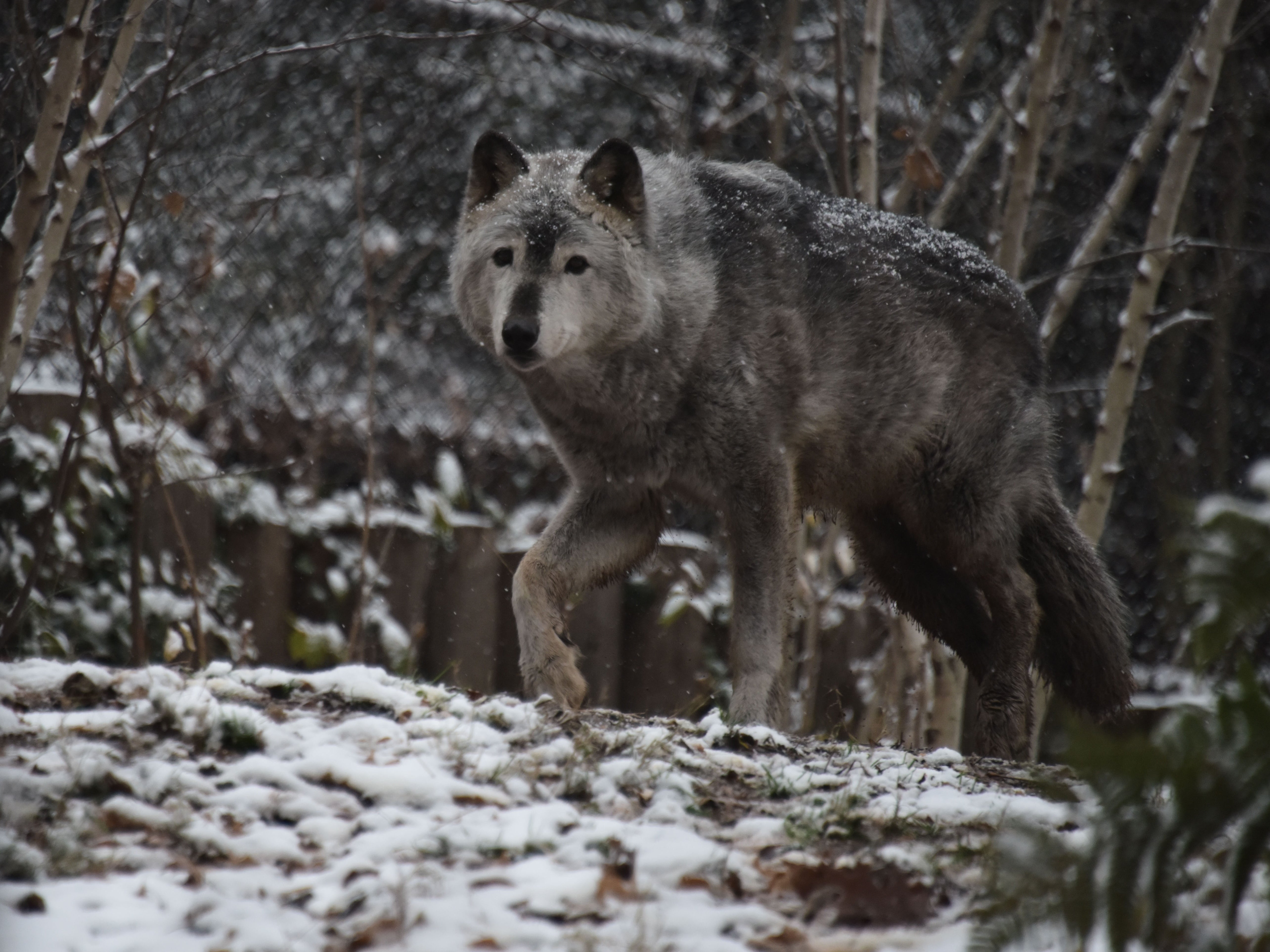 <p>A grey wolf walks under falling snow at the Smithsonian zoo in Washington DC in December 2017</p>