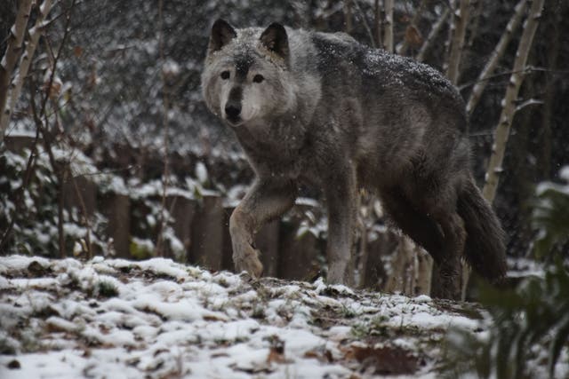 <p>A grey wolf walks under falling snow at the Smithsonian zoo in Washington DC in December 2017</p>