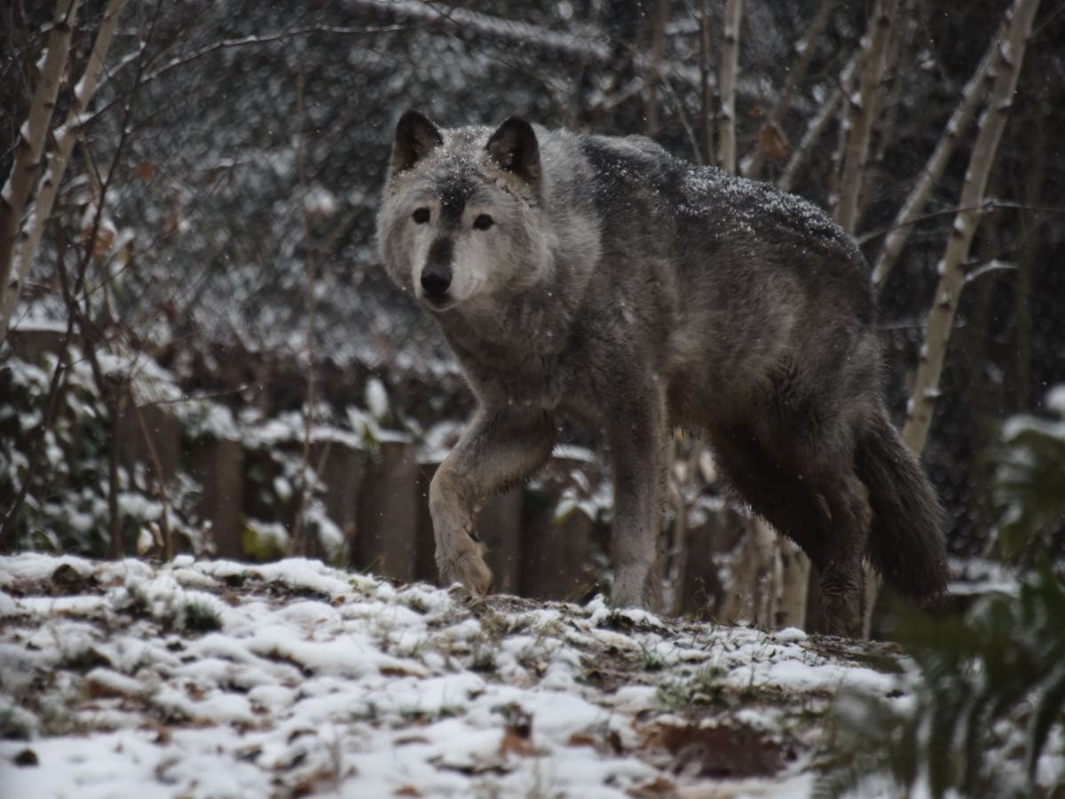 Idaho approves bill that could kill 90 percent of state&rsquo;s wolves