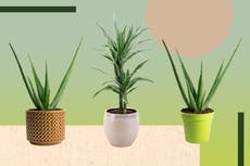 9 best air-purifying plants for a breath of fresh air