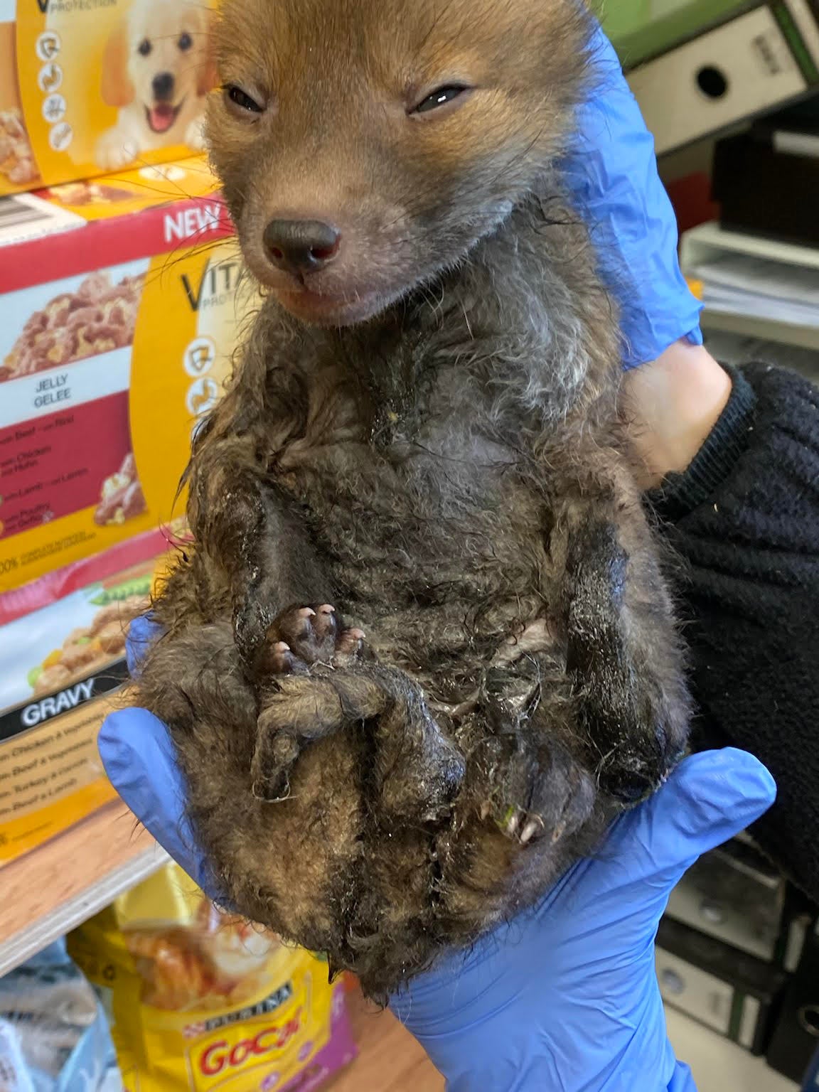 Rescuers spend hours cleaning up a baby fox caught on a glue trap