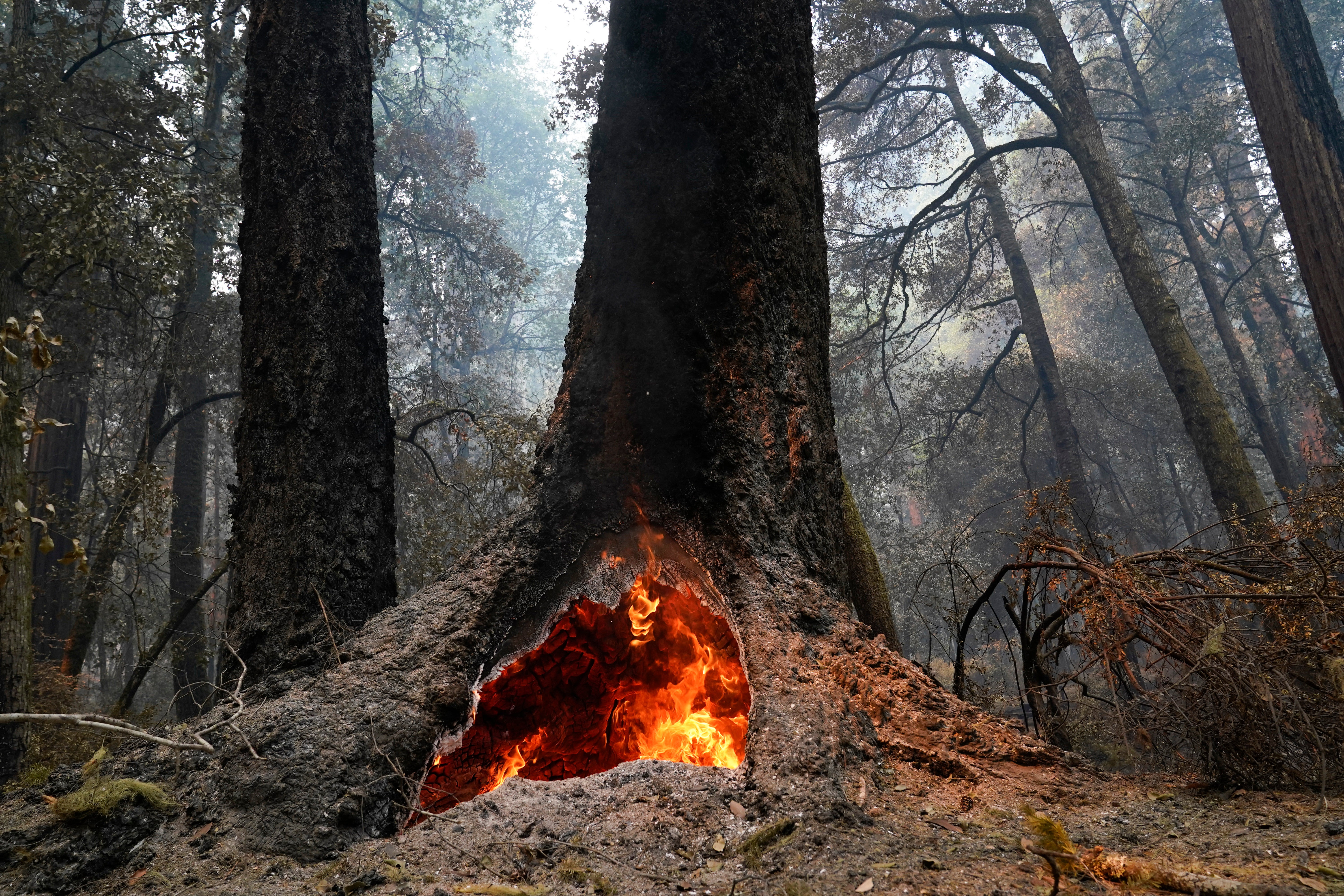 California Wildfires-Resilient Redwoods