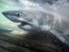 Great white shark could end up in Europe after swimming ‘the wrong way’