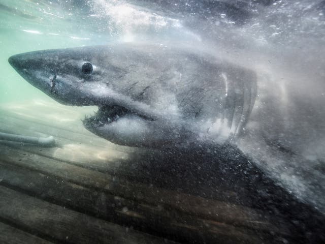 <p>The 17ft female shark has become only the second in history to cross the Atlantic</p>