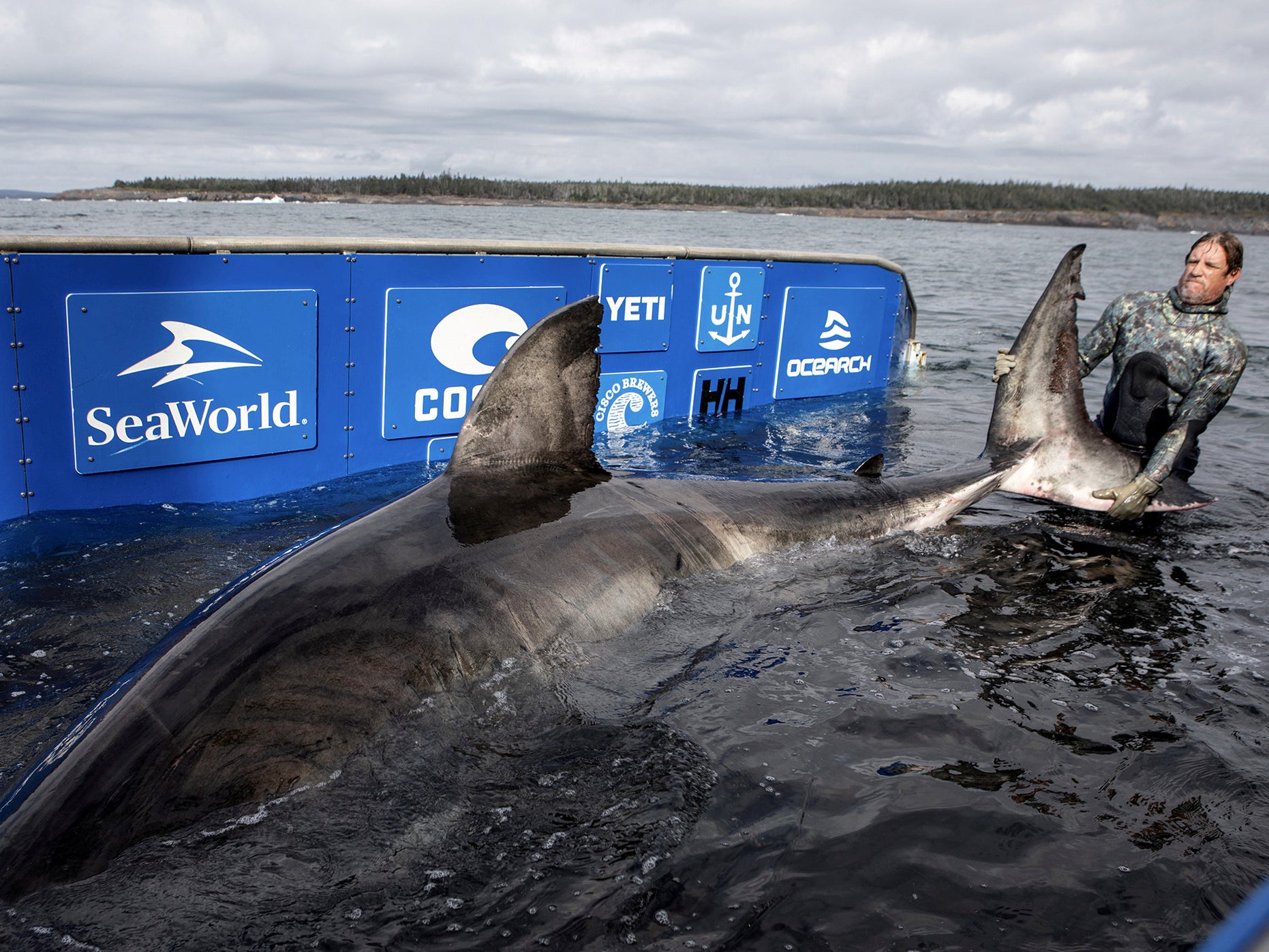 Nukumi the shark is shown being tagged in Lunenburg, Nova Scotia, by OCEARCH in October 2020