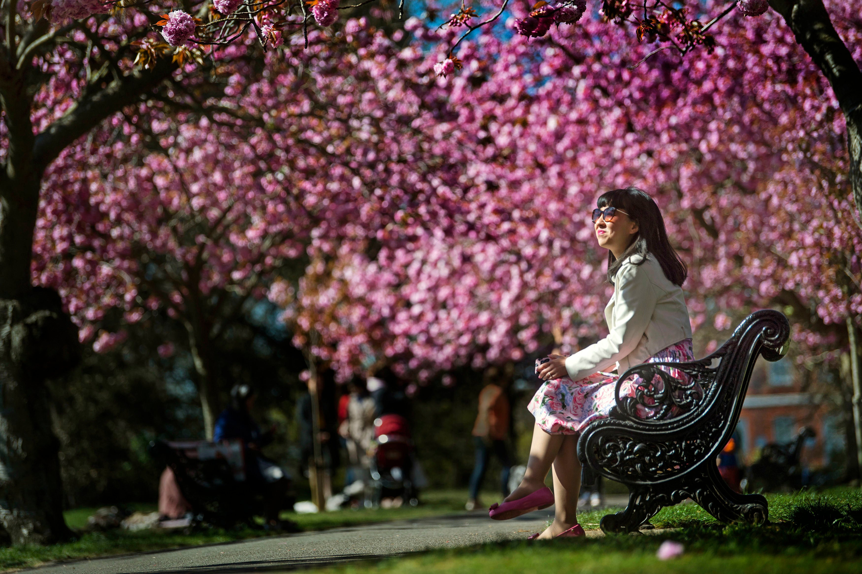 A woman sits on a bench in an avenue of blossom trees in bloom in Greenwich Park, south London, ahead of BlossomWatch day on Saturday