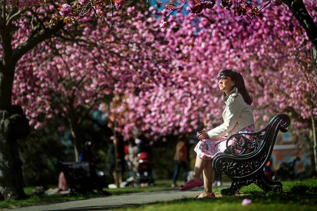 <p>A woman sits on a bench in an avenue of blossom trees in bloom in Greenwich Park, south London, ahead of BlossomWatch day on Saturday</p>