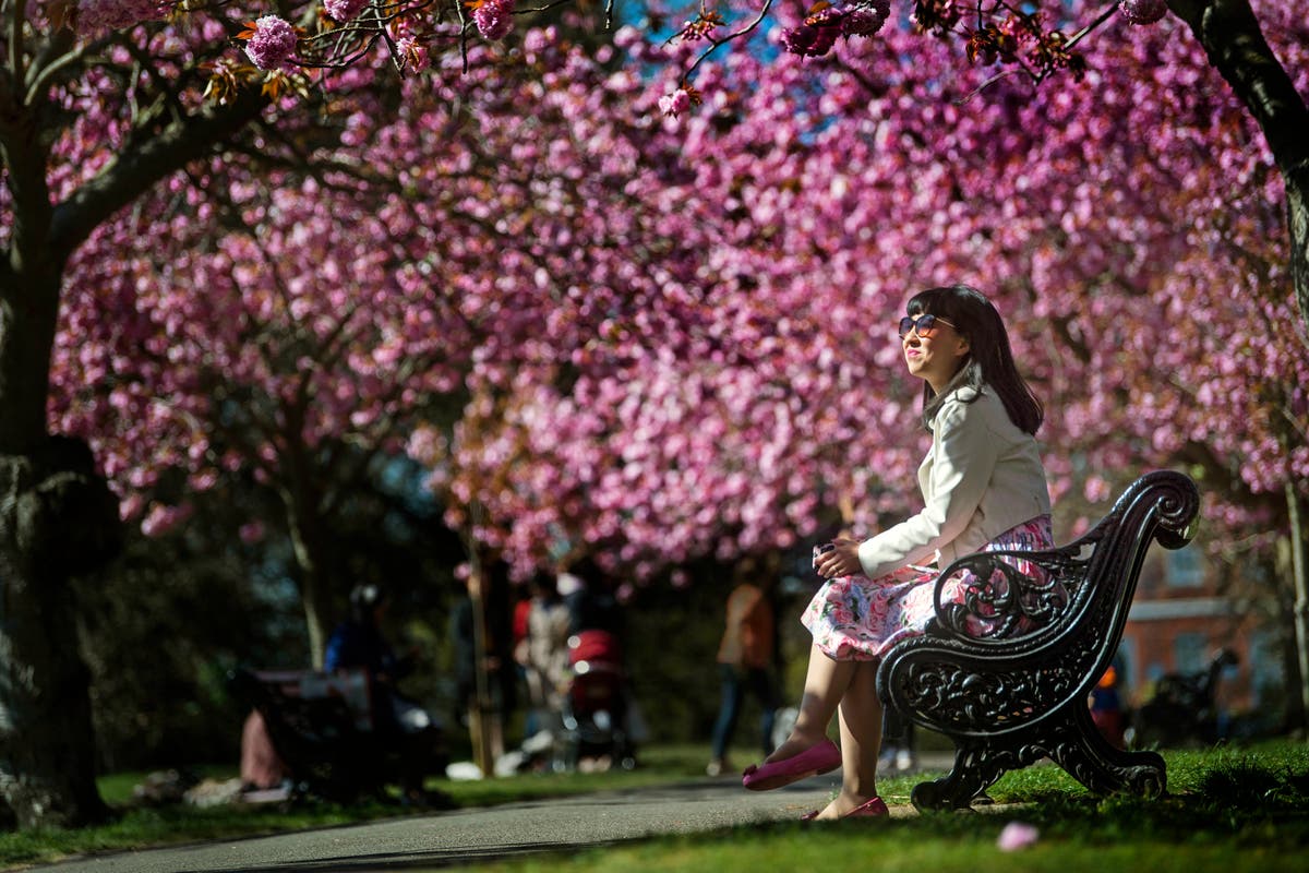 In nod to Japan, UK urged to celebrate ‘joy of blossom day’ In nod to Japan, UK urged to celebrate ‘joy of blossom day’