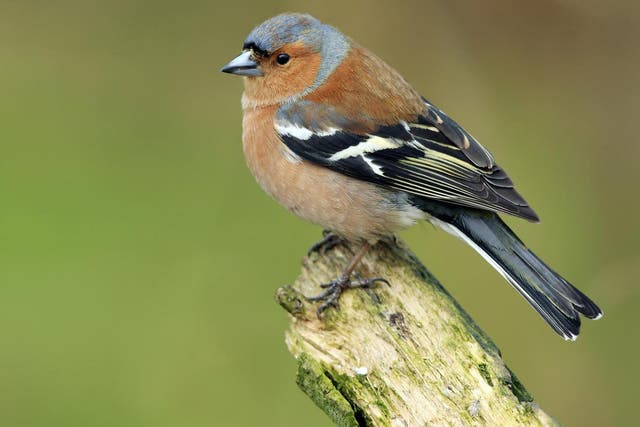 <p>Numbers of Chaffinches  and Greenfinches had declined in recent years </p>