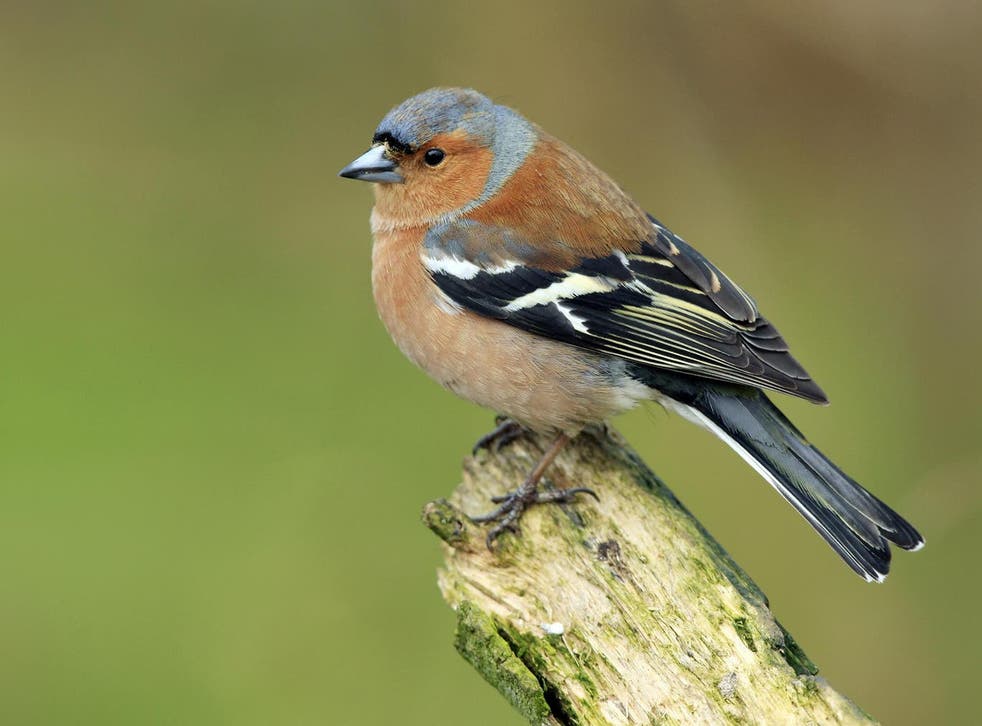 <p>Enthusiasts trap chaffinches and train them to sing in contests</p>