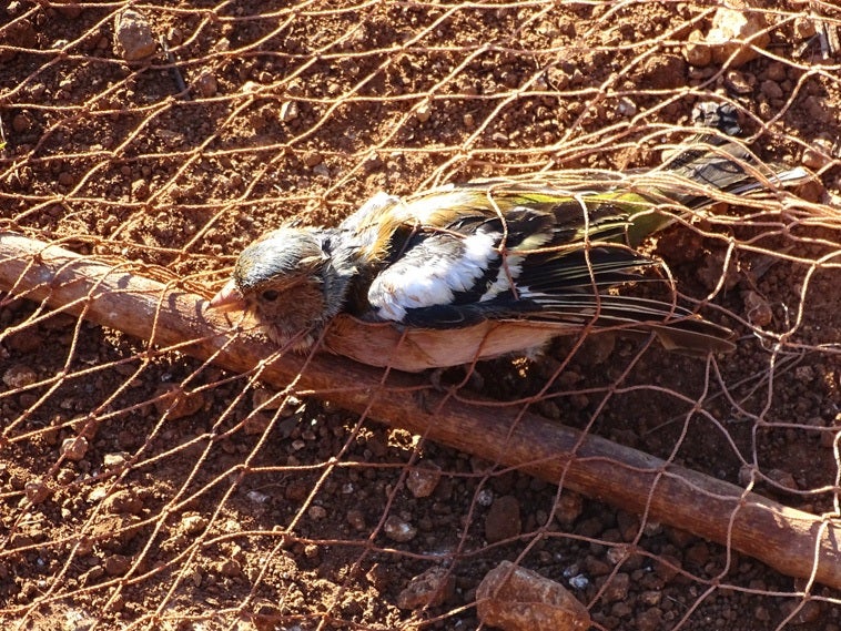 A bird caught in an illegal net