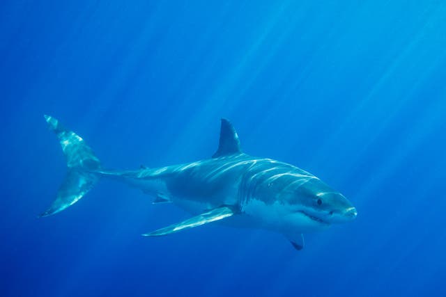 A great white shark has crossed into the eastern side of the Atlantic ocean