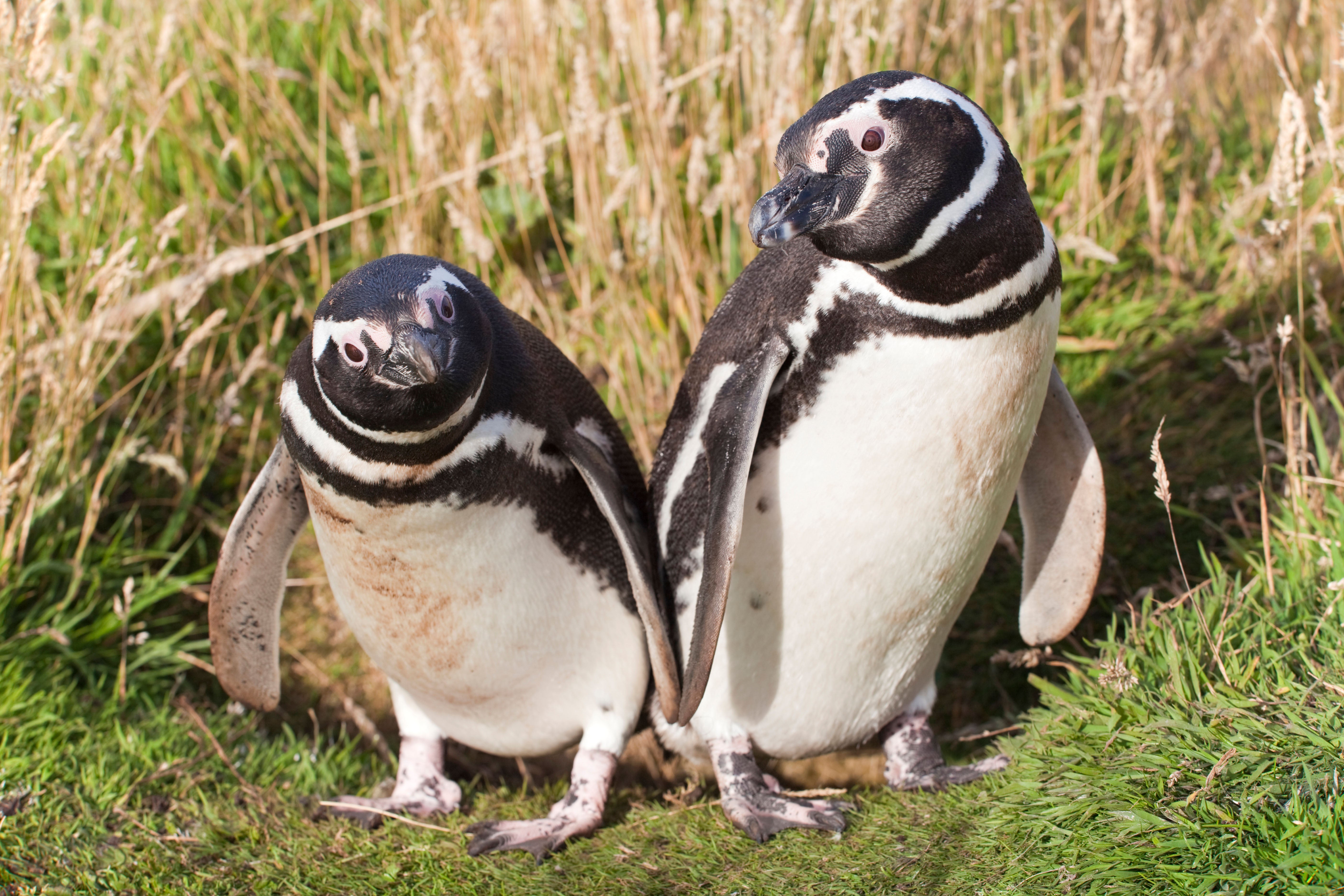 magellanic penguin;spheniscus magellanicus