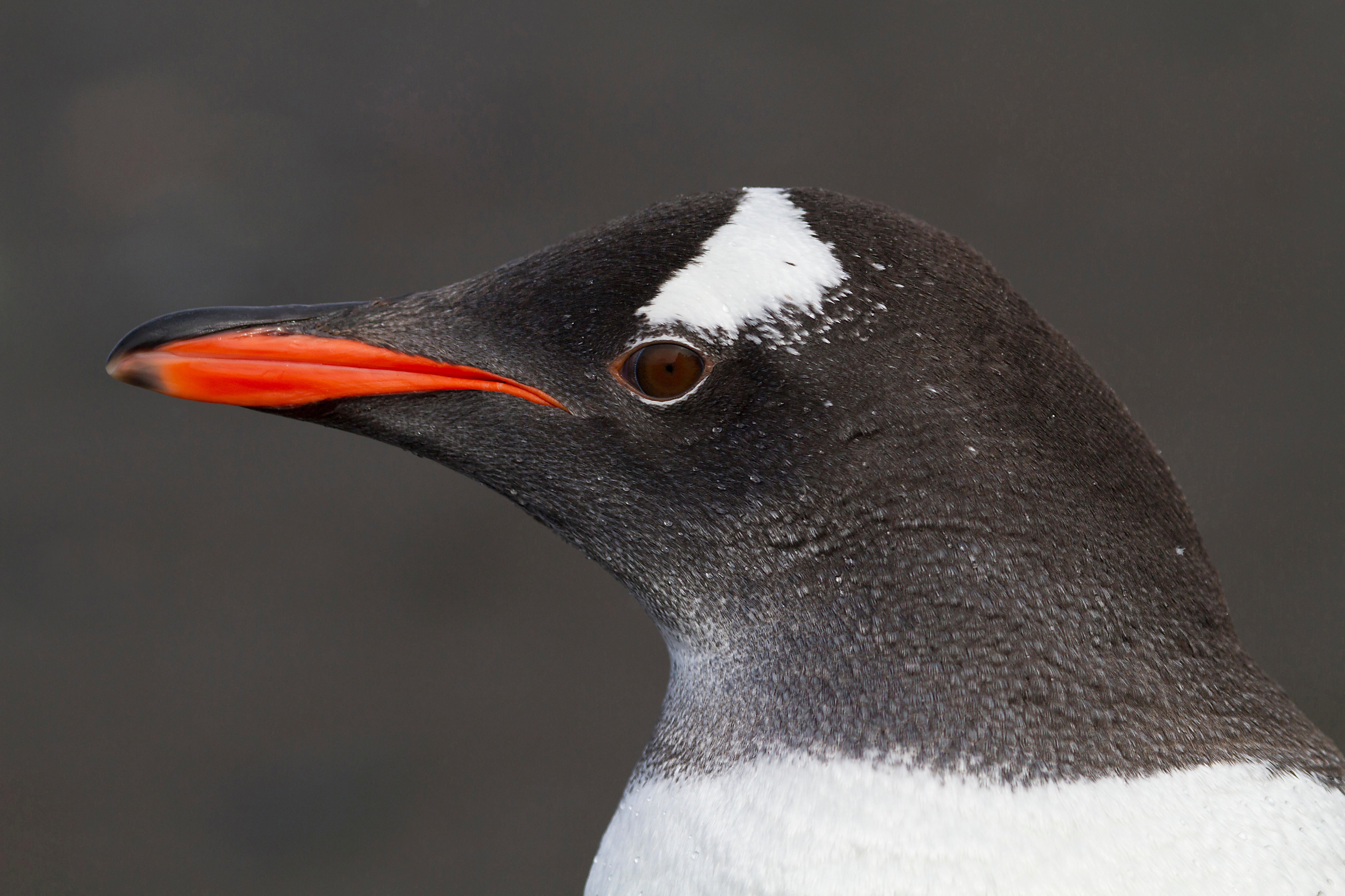 gentoo penguin (Pygoscelis papua), portrait, Antarctica, Falkland Islands