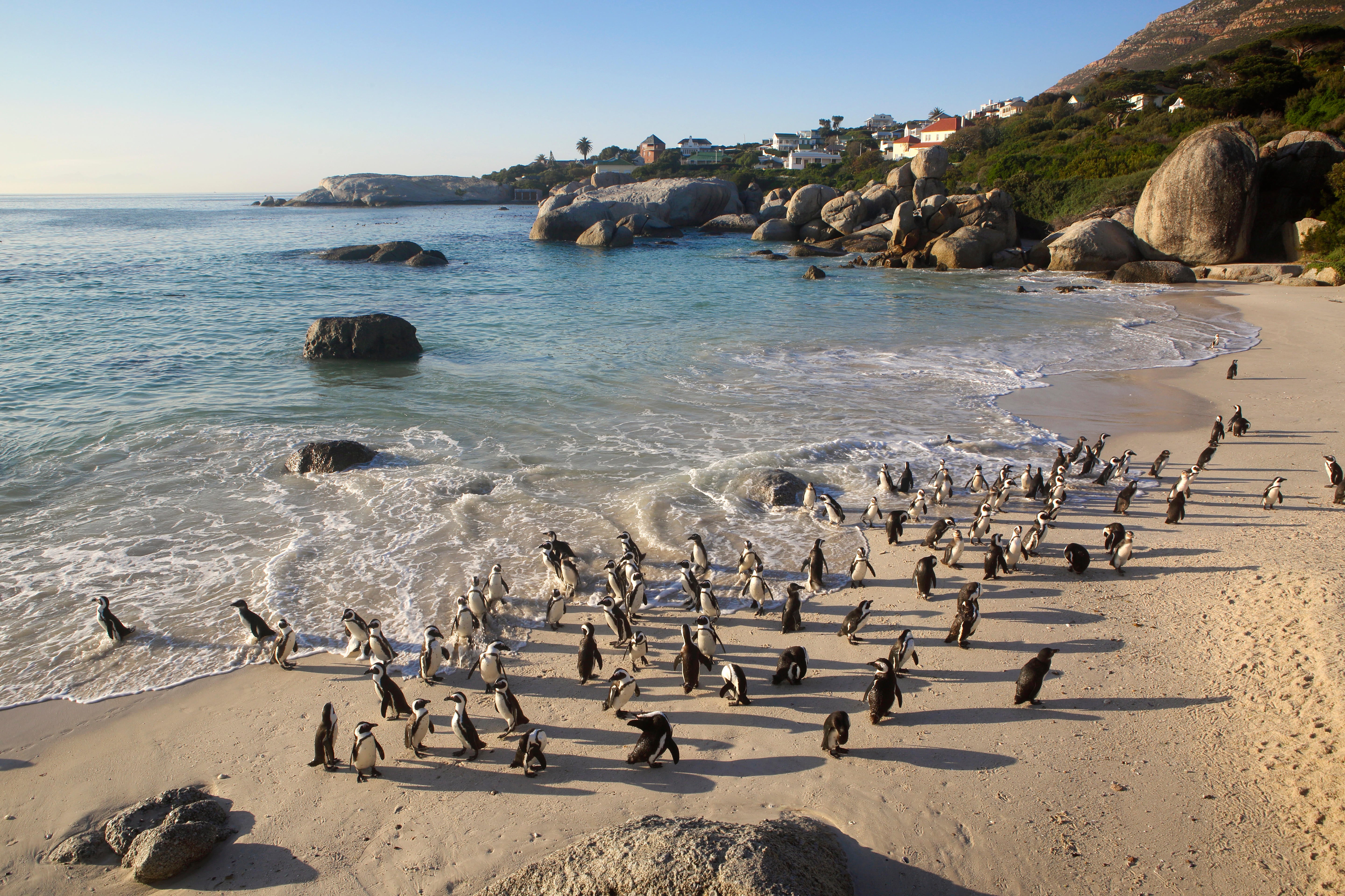 African penguin (Spheniscus demersus) colony at Boulders Beach, Cape Town