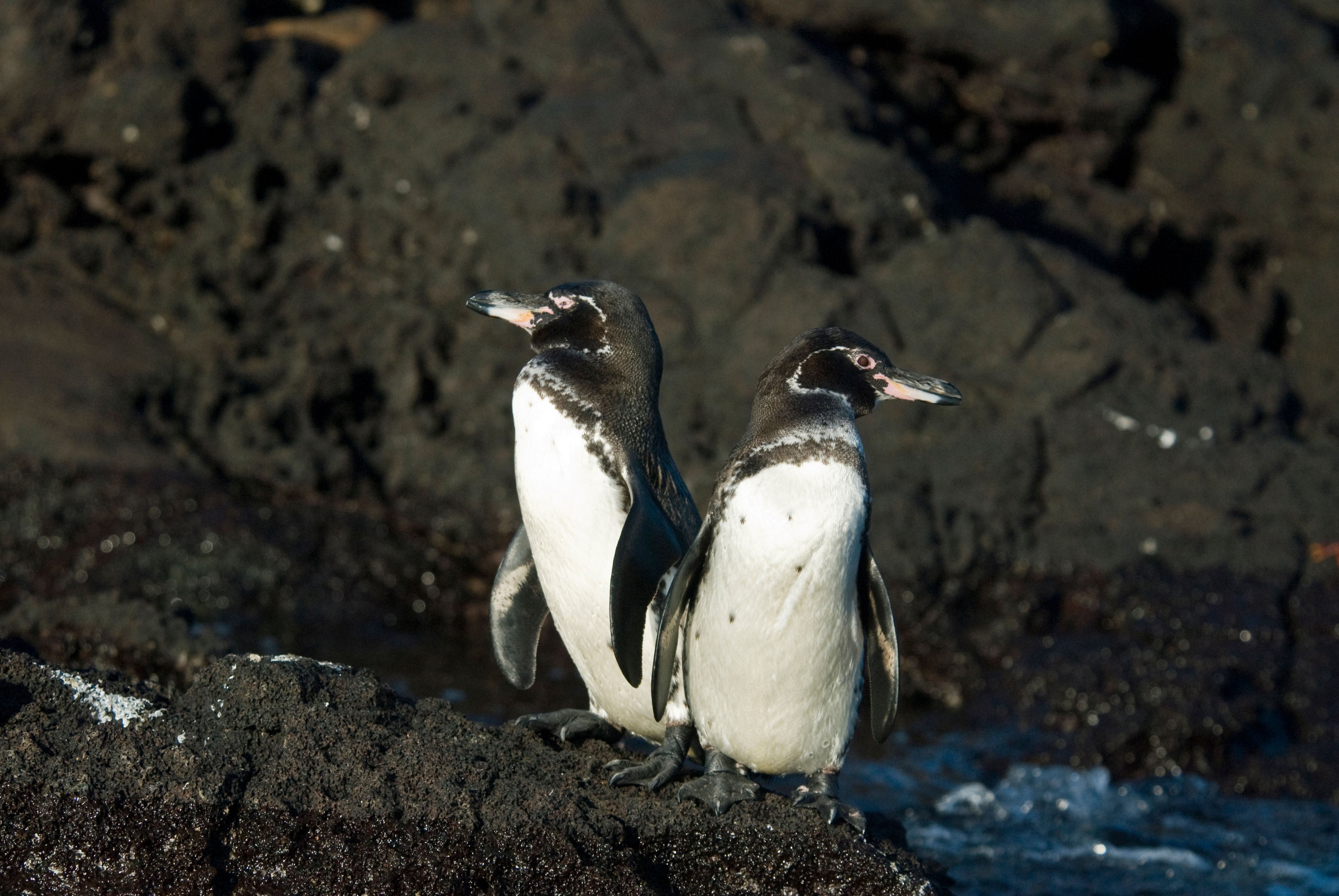 Endangered Galapagos penguin pair (Spheniscus mendiculus) on Bartolome Island in the Galapagos Islands Ecuador