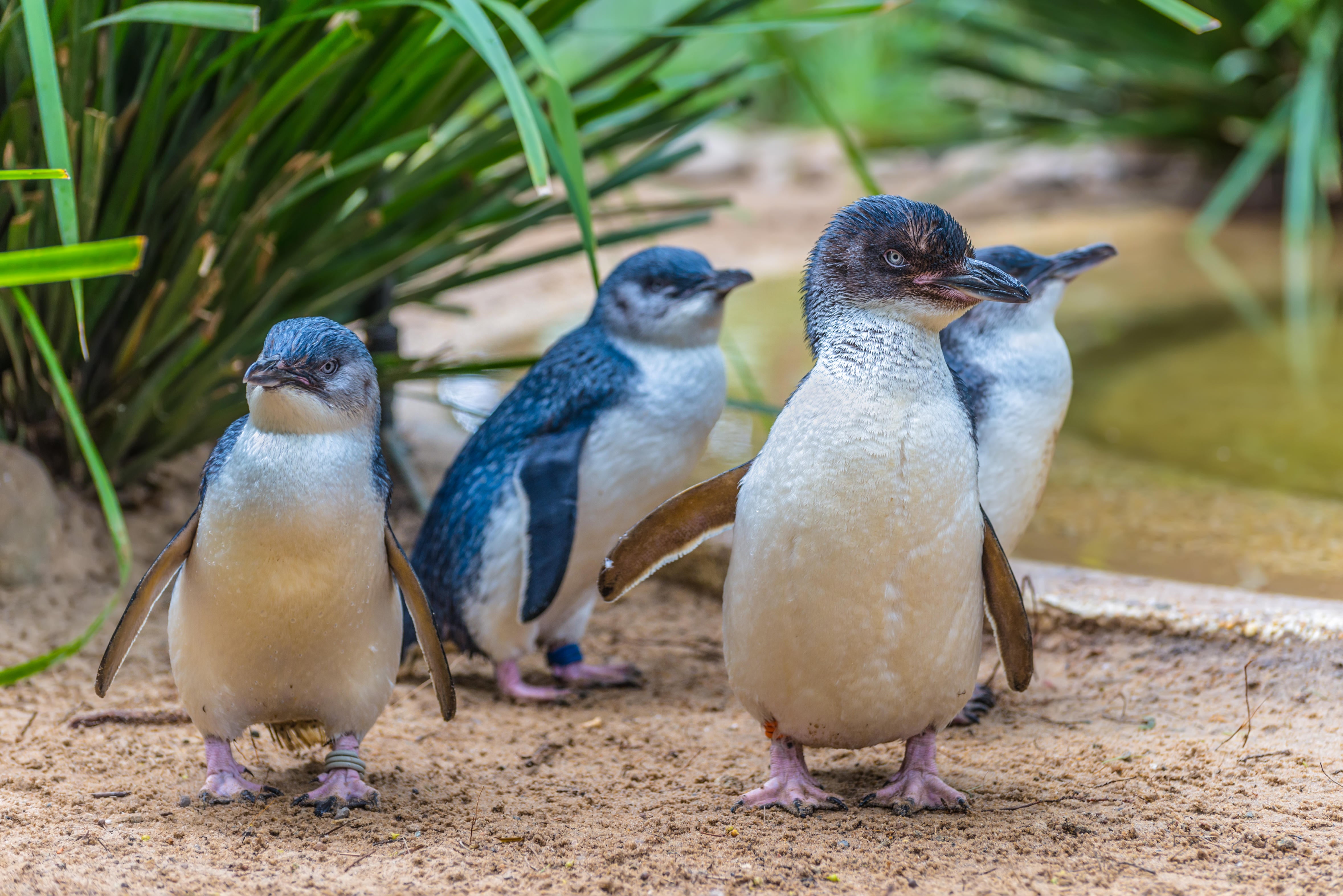 Little Penguin in wildlife park, Australia