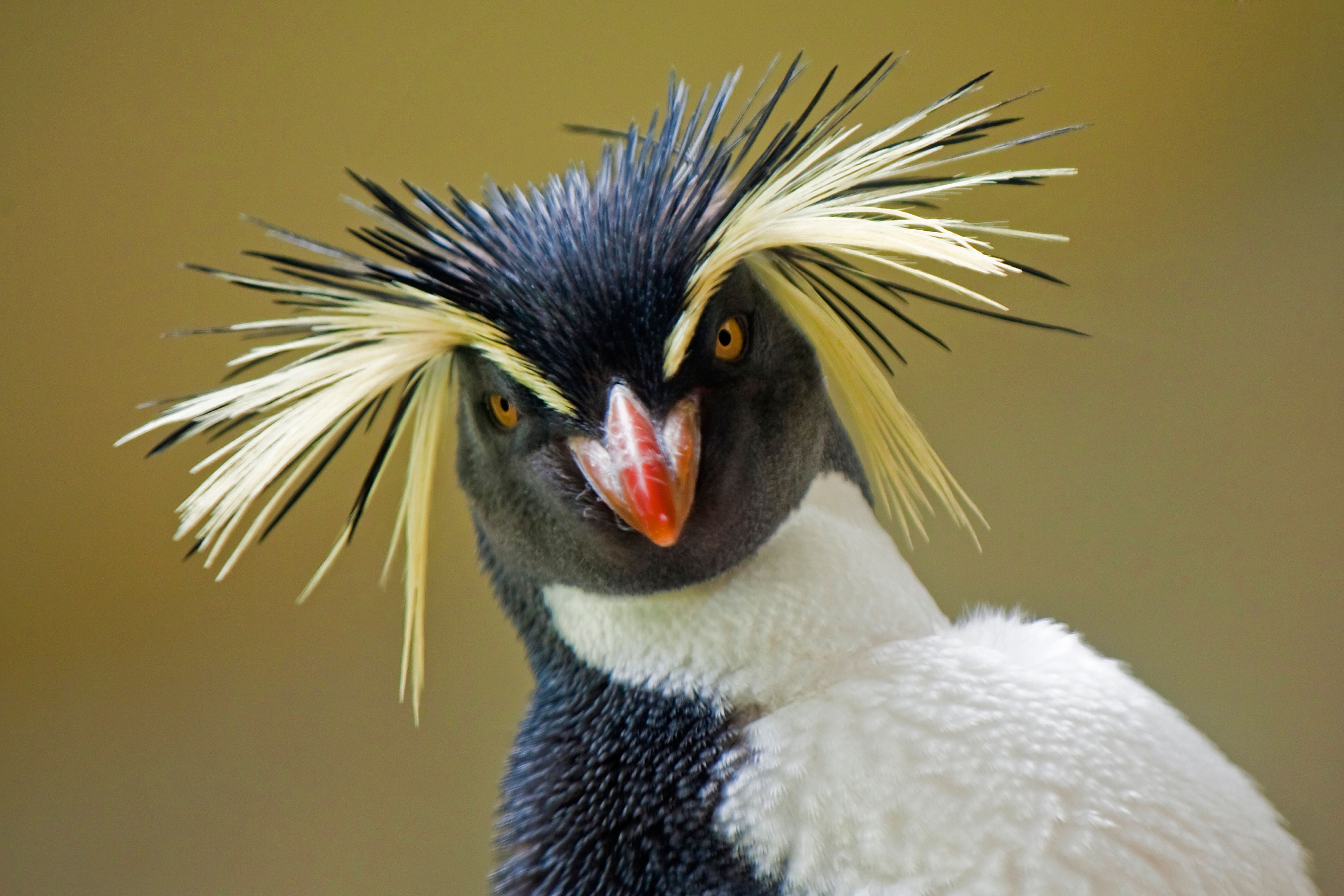 World Penguin Day: 6 places you'd never have thought you could see them - Vimarsana News