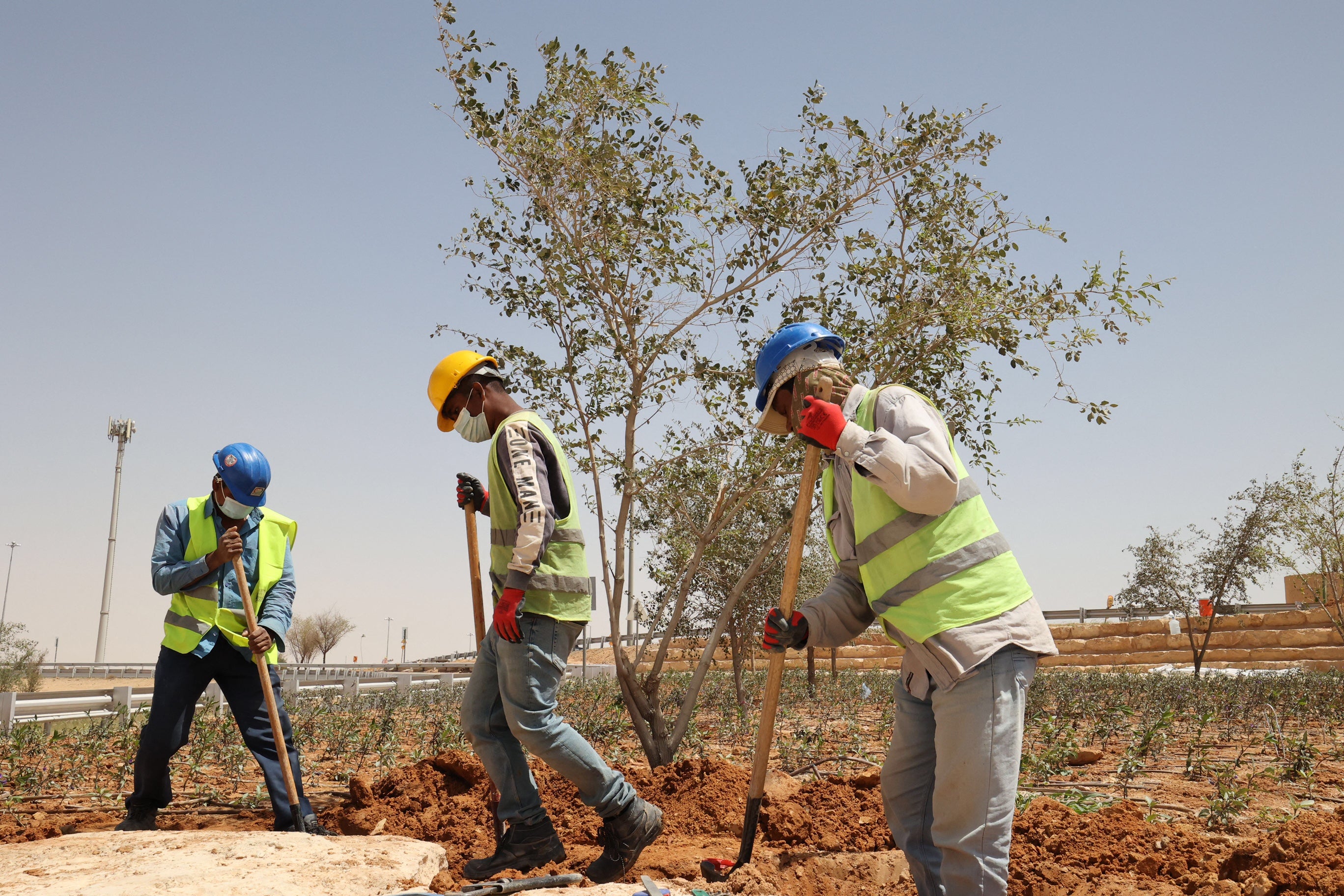 The Saudi Green Initiative features a pledge to plant 10 billion trees across the country, with five times that figure planted across the region as part of the Middle East Green Initiative