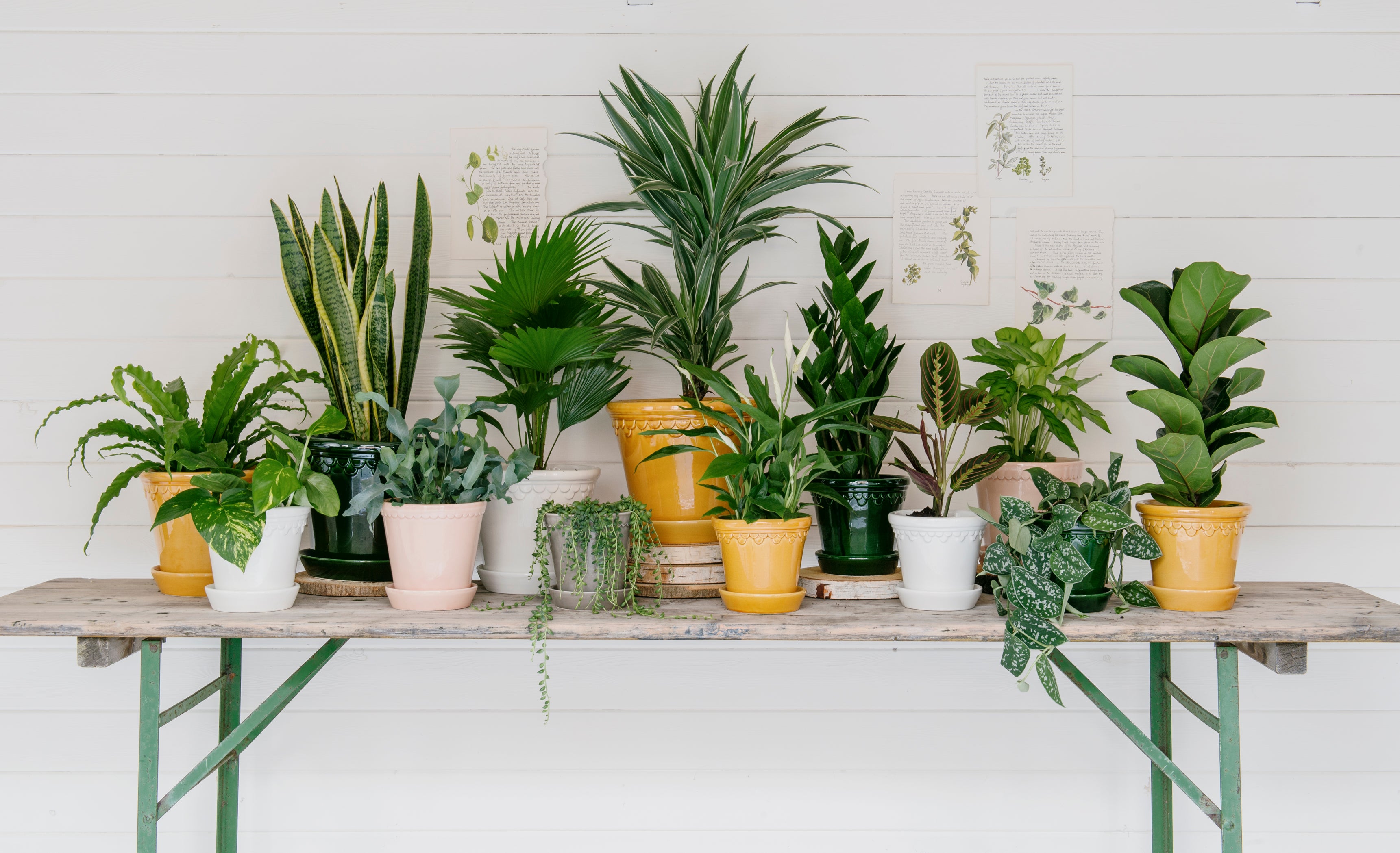 A line of houseplants on a table (Beards & Daisies/PA)