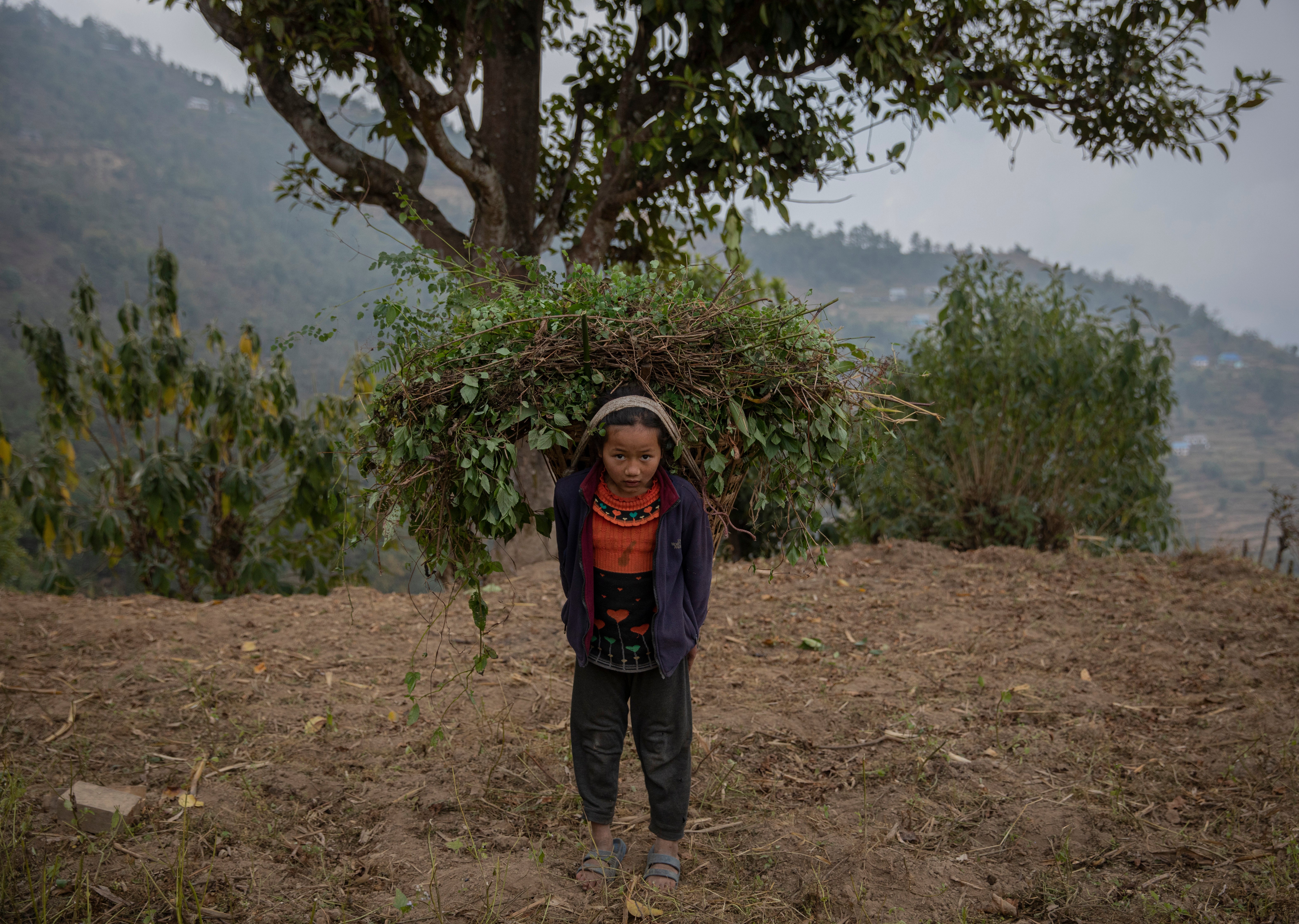 Heena,says she finds it difficult to carry the loads of grass every morning and tiring looking after the cattle all day in the forest. “ If I could go to school, I would study to be a teacher when I grow up. I will work really hard so I can be one of the best students in the school and all the teachers will like me the most.”