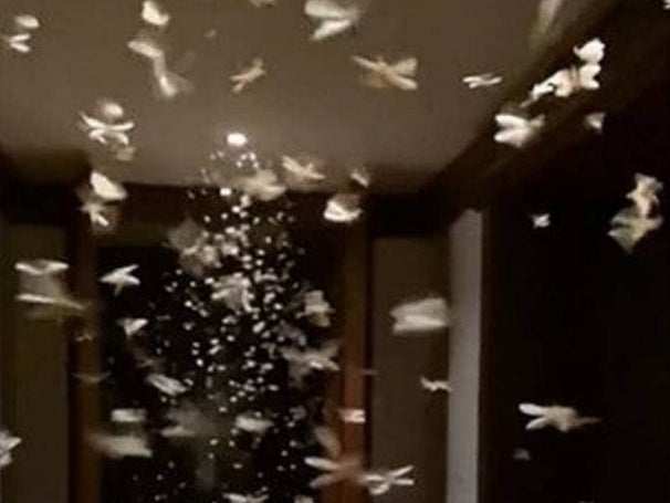 Flying ants swarmed a hotel room in China