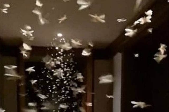 Flying ants swarmed a hotel room in China