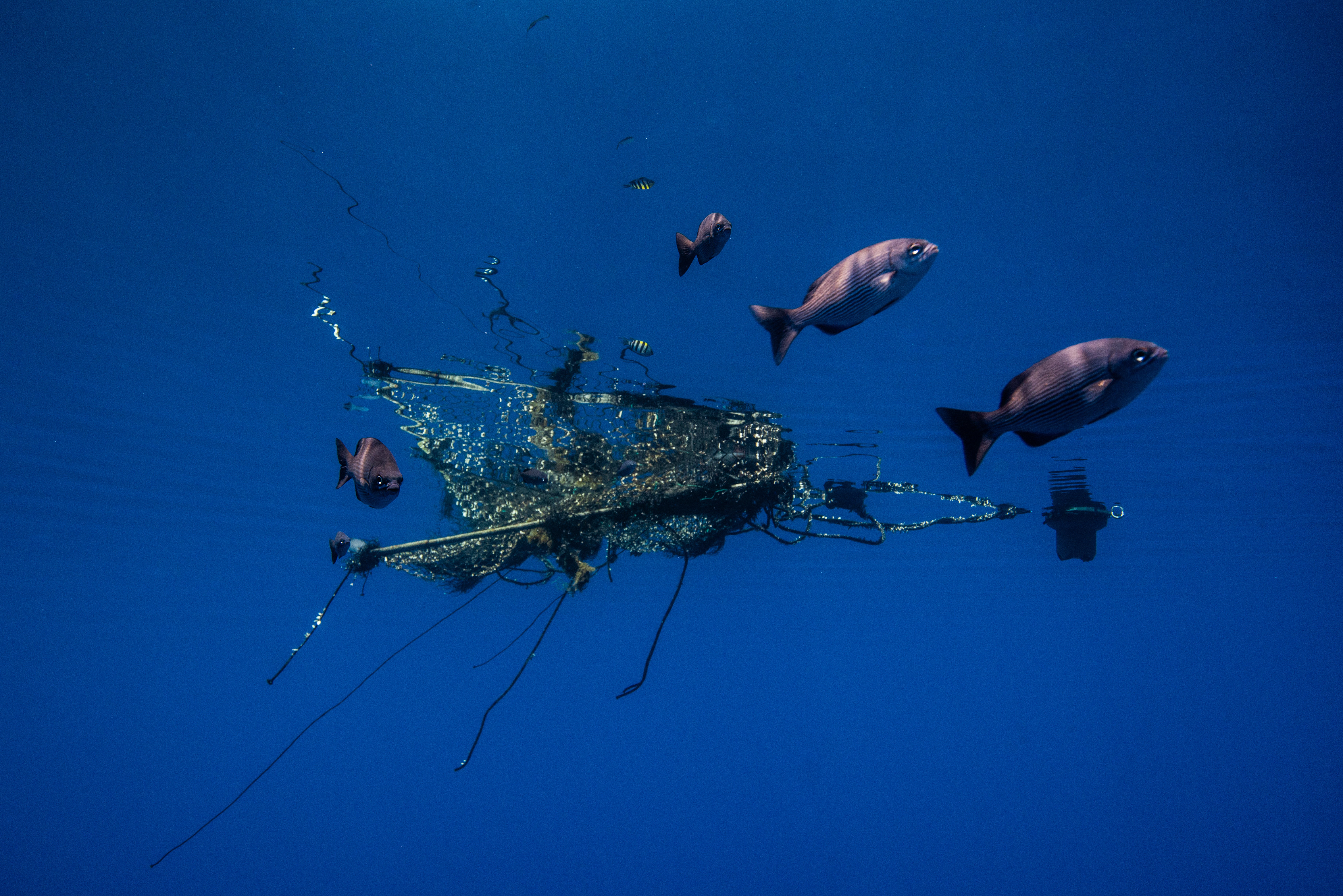 ‘At least 10 per cent of ocean plastics comes from the fishing industry’
