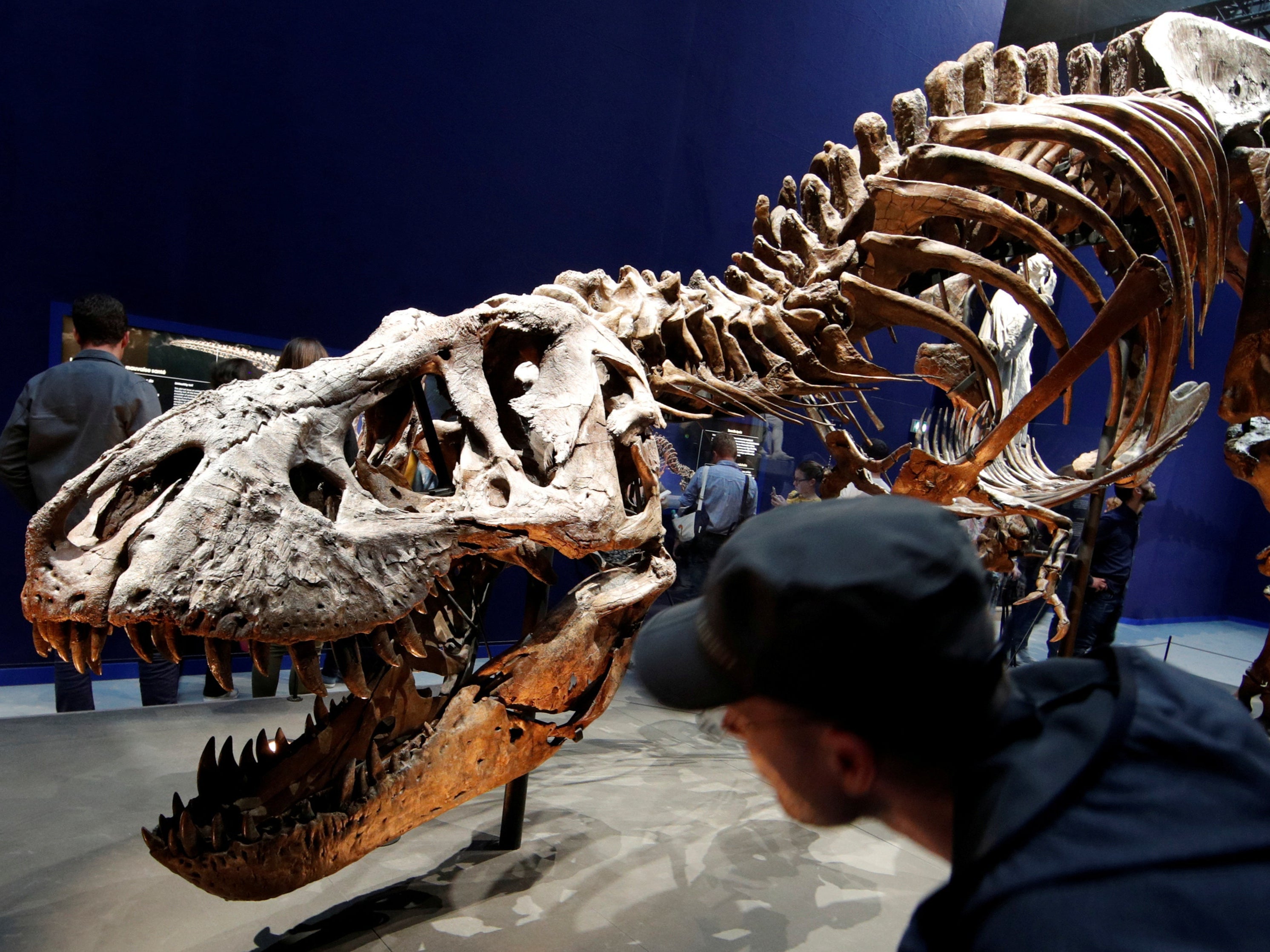 A 67 million year-old skeleton of a Tyrannosaurus rex pictured at the French National Museum of Natural History in Paris in 2018