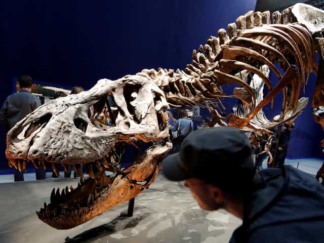 <p>A 67 million year-old skeleton of a Tyrannosaurus rex pictured at the French National Museum of Natural History in Paris in 2018</p>