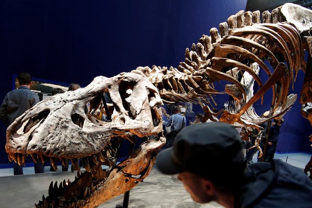<p>A 67 million year-old skeleton of a Tyrannosaurus rex pictured at the French National Museum of Natural History in Paris in 2018</p>
