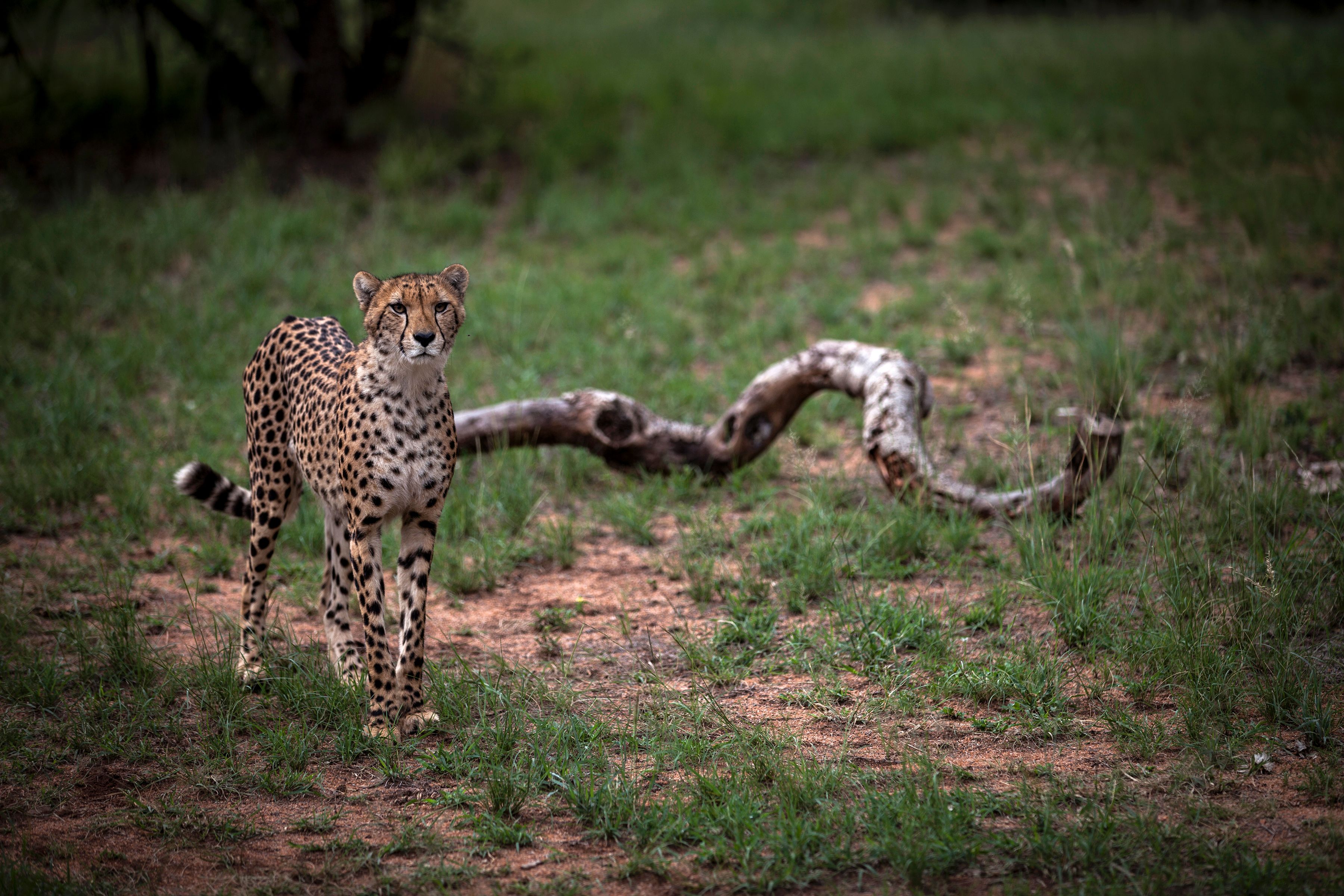 A juvenile male inside a closed camp at the Ann van Dyk Cheetah Centre in Hartbeespoort, South Africa