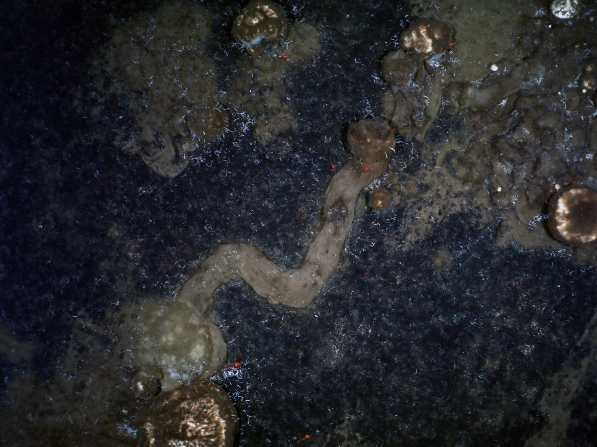 Mysterious trails on Arctic seabed are from sponges on the move, say &lsquo;surprised&rsquo; scientists