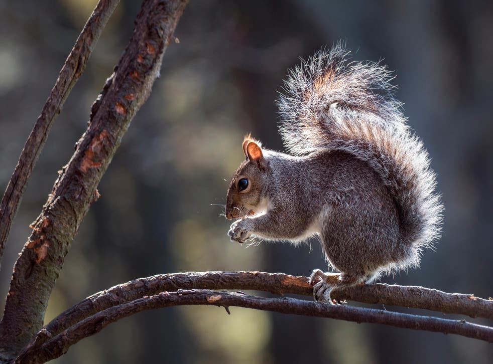 best squirrel deterrents