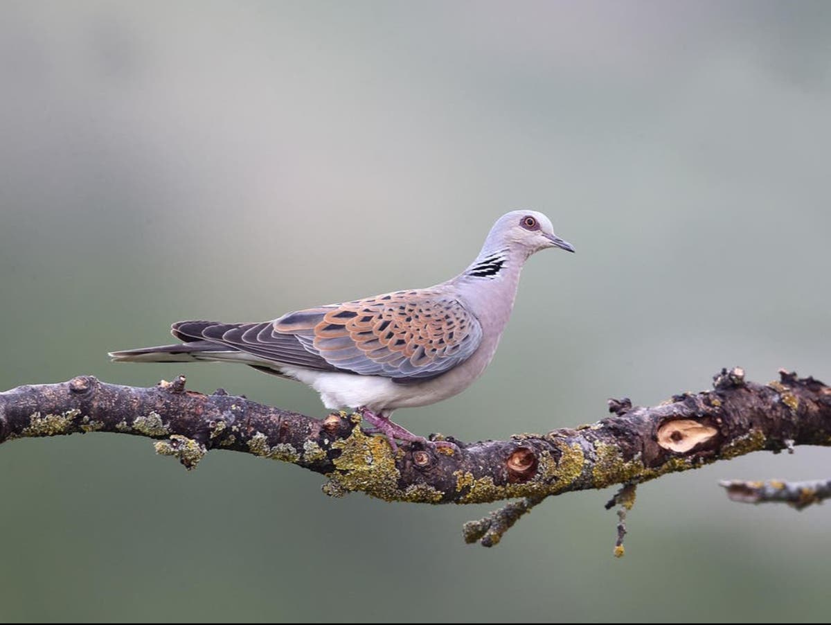 Italy allows hunters to shoot 7.5m endangered turtle doves: 'This will  accelerate decline until no birds are left' | The Independent