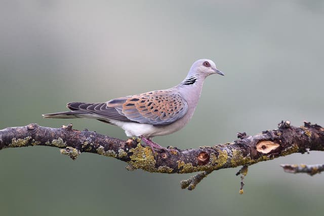 A European turtle dove sits on a branch