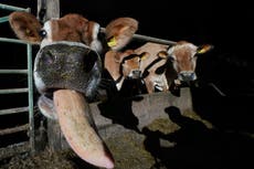 Why has Boris Johnson’s Brexit deal caused UK milk and cream exports to plunge?