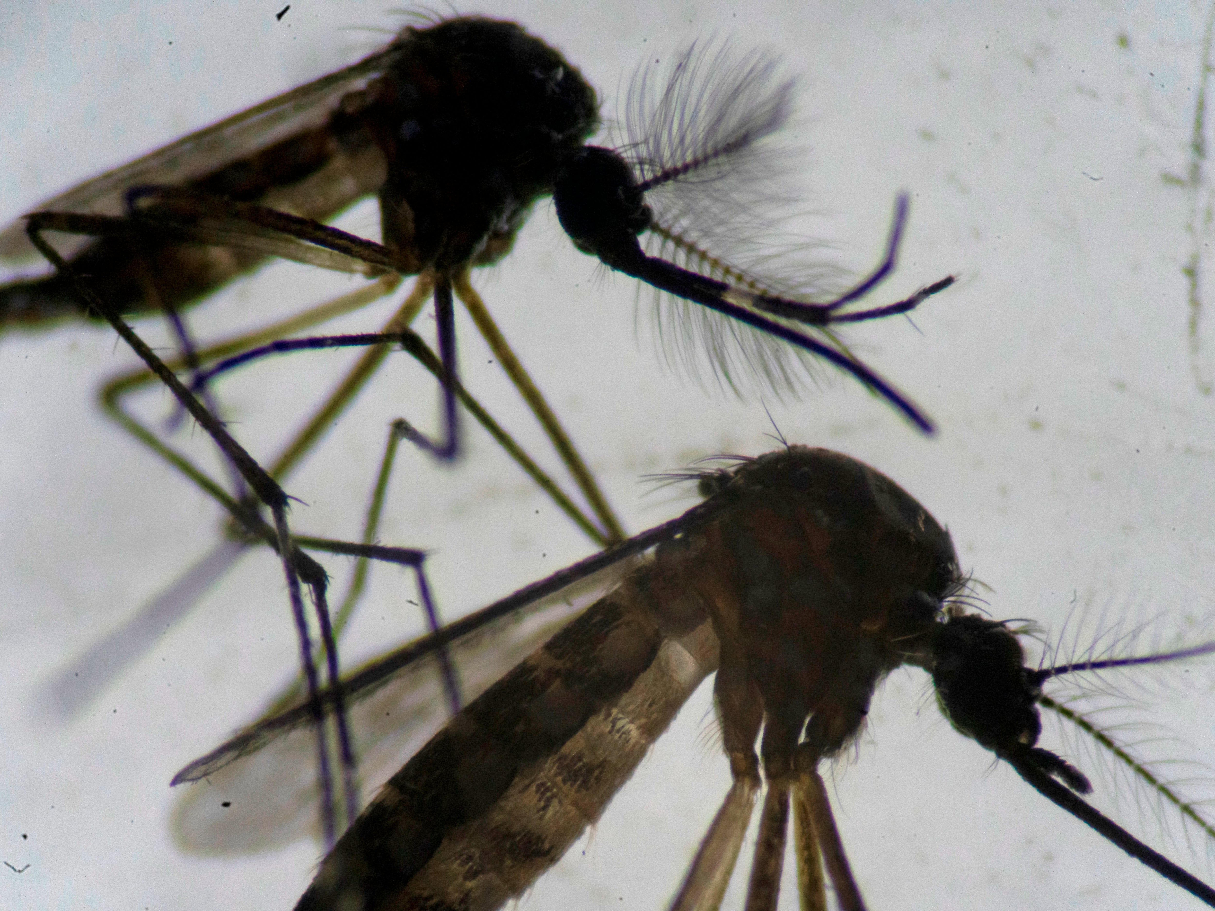 A male (top) and a female (bottom) Aedes aegypti mosquitos are seen through a microscope at the Oswaldo Cruz Foundation laboratory in Rio de Janeiro, Brazil, on 14 August 2019