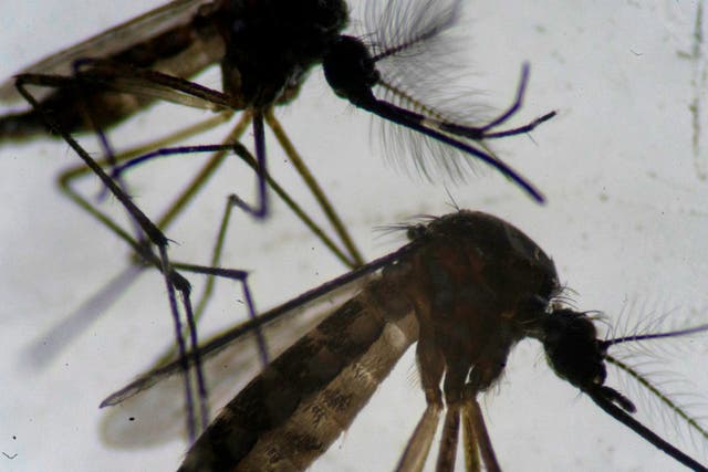 Un macho (arriba) y una hembra (abajo) mosquitos Aedes aegypti son vistos a través de un microscopio en el laboratorio de la Fundación Oswaldo Cruz en Río de Janeiro, Brasil, el 14 de agosto de 2019.