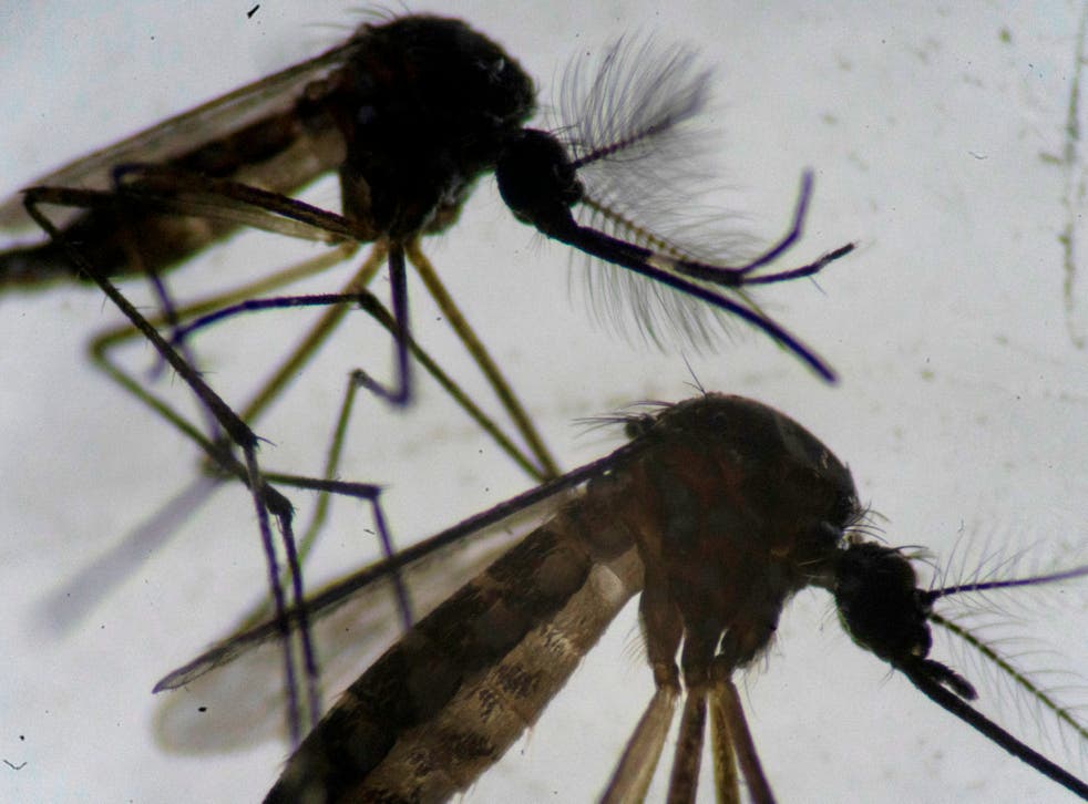 <p>A male (top) and a female (bottom) Aedes aegypti mosquitos are seen through a microscope at the Oswaldo Cruz Foundation laboratory in Rio de Janeiro, Brazil, on 14 August 2019</p>