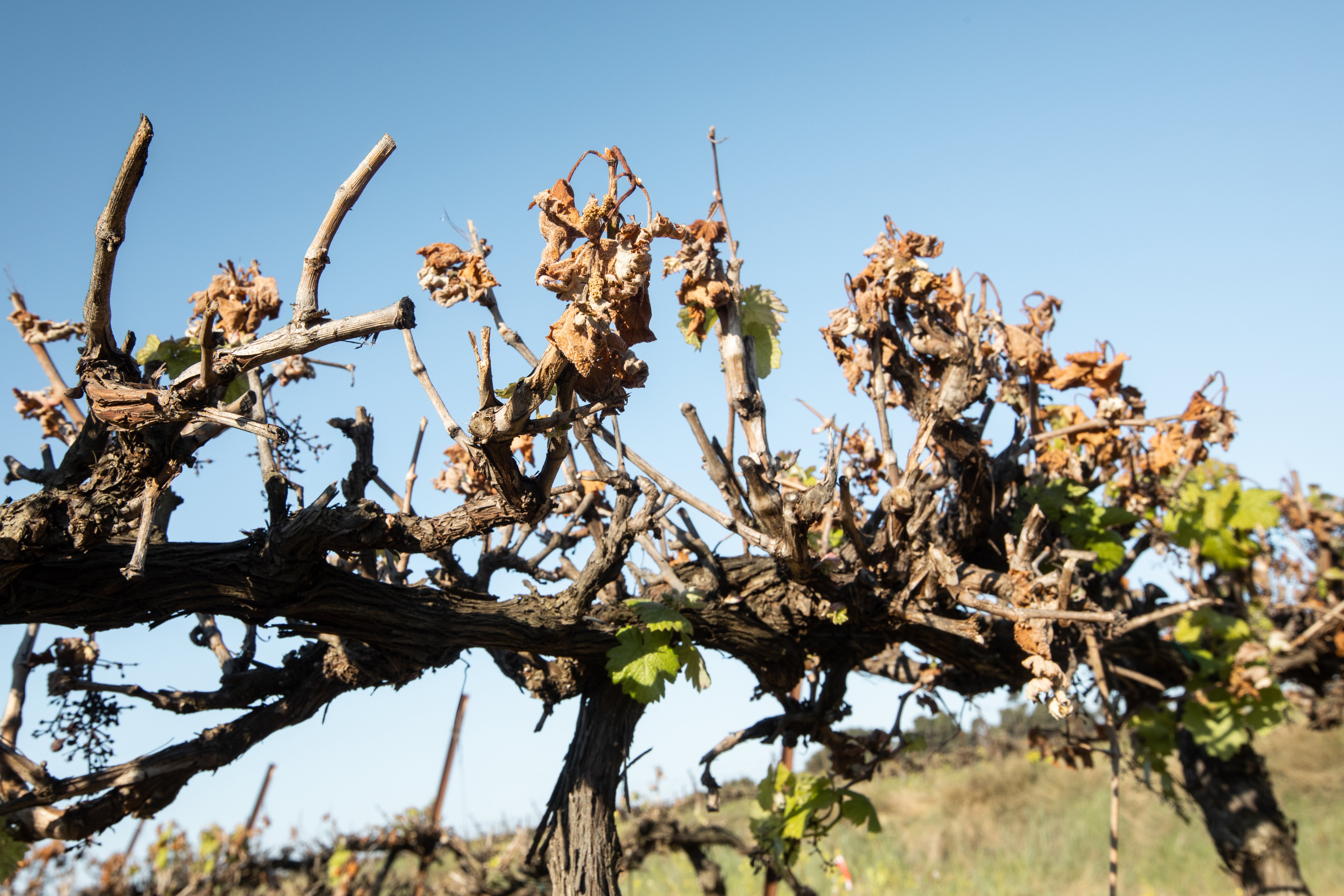 The vineyard catastrophe is linked to the climate crisis