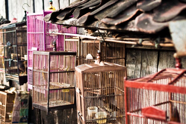 File image: Birds in cage in an Indonesian market