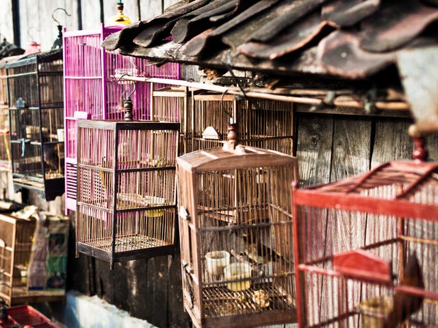 File image: Birds in cage in an Indonesian market
