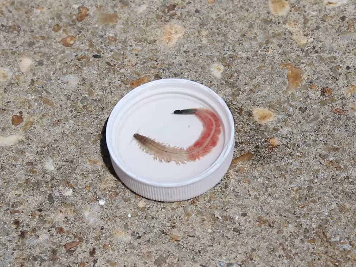 Hook-jawed sea worms swarm South Carolina coast