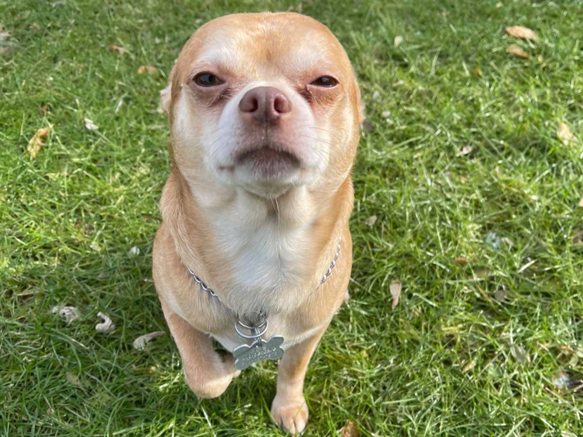 Prancer, the Chihuahua that hates everyone, has been adopted 