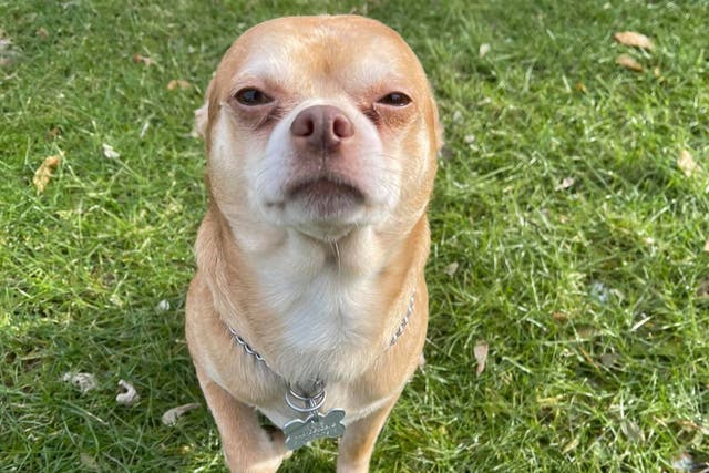 Prancer the Chihuahua gets adopted 